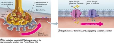 Propagation of action potential in muscle fiber