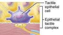 Hair follicle receptor