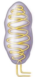 Muscle spindle with intrafusal fibers