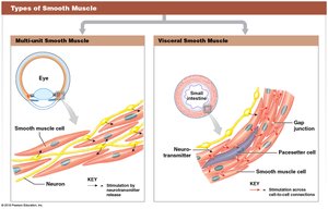 Types of smooth muscle: multi-unit and visceral
