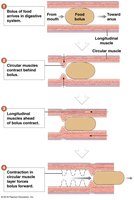 Diagram of peristalsis in the digestive tract