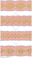 Diagram of segmentation in the digestive tract