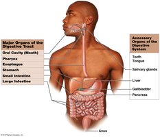 Digestive tract from mouth to anus