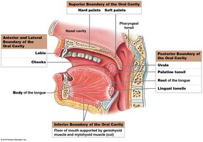 Boundaries of the oral cavity