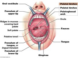 Structures of the oral cavity including frenula and arches