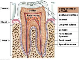 Components of a tooth: dentin, enamel, pulp cavity, etc.