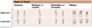 Types of teeth: incisors, canines, premolars, molars