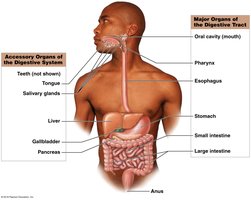 Diagram of digestive system organs and accessory organs