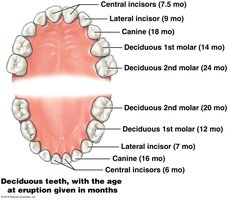 Deciduous teeth and eruption ages