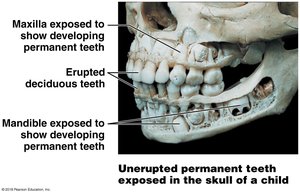 Unerupted permanent teeth in child skull