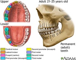 Permanent teeth in adult skull