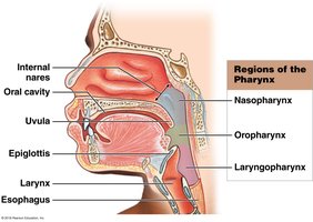 Regions of the pharynx