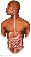 Esophagus and digestive tract