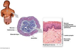 Histology of esophageal wall