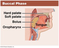 Buccal phase of swallowing