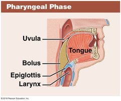 Pharyngeal phase of swallowing