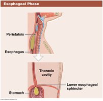 Esophageal phase of swallowing