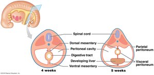 Embryonic development of mesenteries