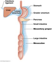 Mesentery proper and mesocolon