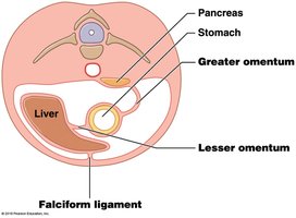 Lesser omentum and falciform ligament