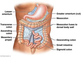 Mesenteries in the adult abdomen