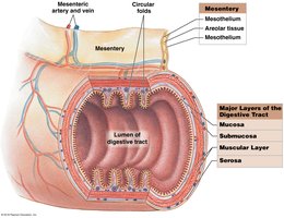 Diagram of mesentery and digestive tract layers