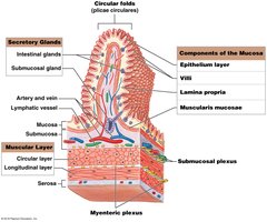 Diagram of mucosa and villi structure