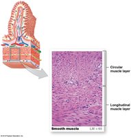 Histology of smooth muscle layers in digestive tract