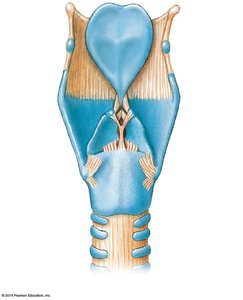 Posterior view of the larynx