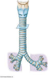 Trachea and its branching into bronchi