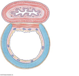 Cross-section of the trachea and esophagus