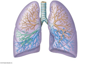 Bronchopulmonary segments of the lungs