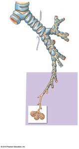 Branching pattern of bronchi in the left lung