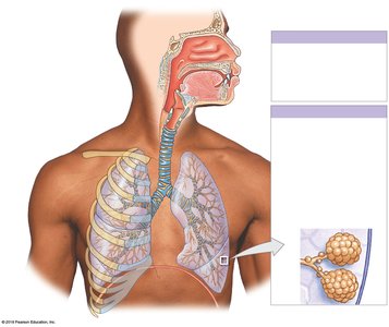 Anatomy of the respiratory system, showing upper and lower respiratory tracts and alveoli