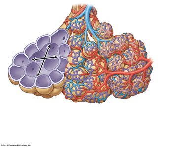 Alveolar organization and capillary network