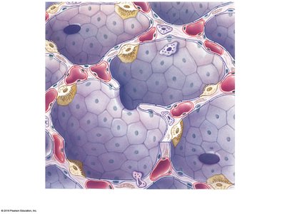 Diagram of alveolar structure with pneumocytes and macrophages