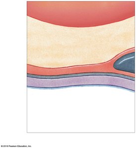 Blood-air barrier structure