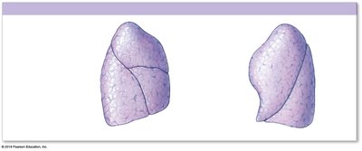 Lateral views of the lungs showing fissures and borders