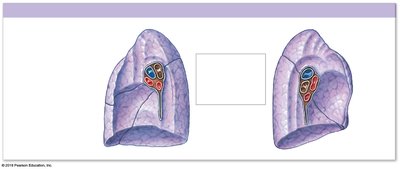 Medial views of the lungs showing the hilum