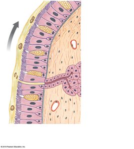 Diagram of respiratory epithelium showing mucus movement