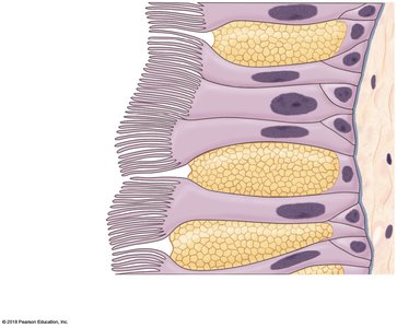 Sectional view of pseudostratified ciliated columnar epithelium