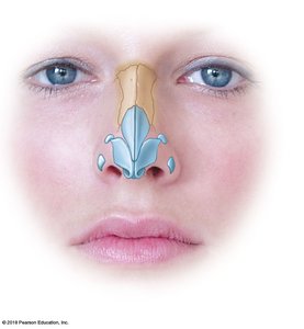 Nasal cartilages and external landmarks of the nose
