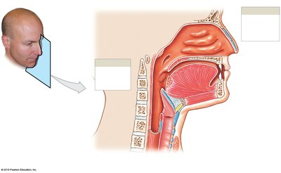 Sagittal section of the nasal cavity and pharynx