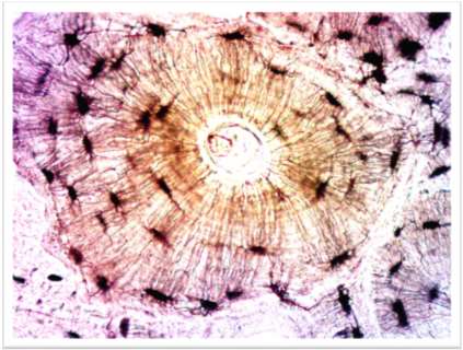 Microscopic view of an osteon in compact bone