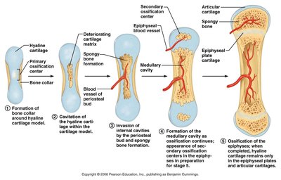 Steps of endochondral ossification