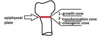 Diagram of epiphyseal plate zones: growth, transformation, osteogenic