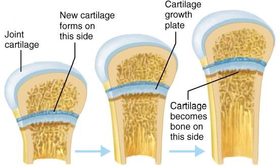 Growth plate and bone elongation
