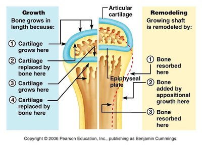 Growth and remodeling of bone at the epiphyseal plate