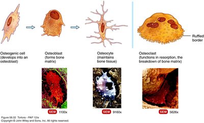 Bone cell types: osteogenic cell, osteoblast, osteocyte, osteoclast