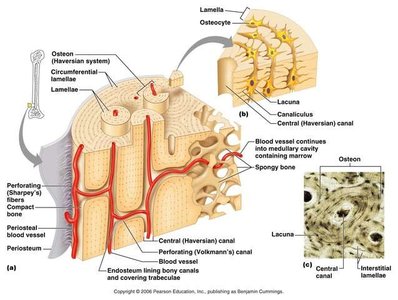 Structure of compact bone showing osteons, lamellae, lacunae, and canaliculi